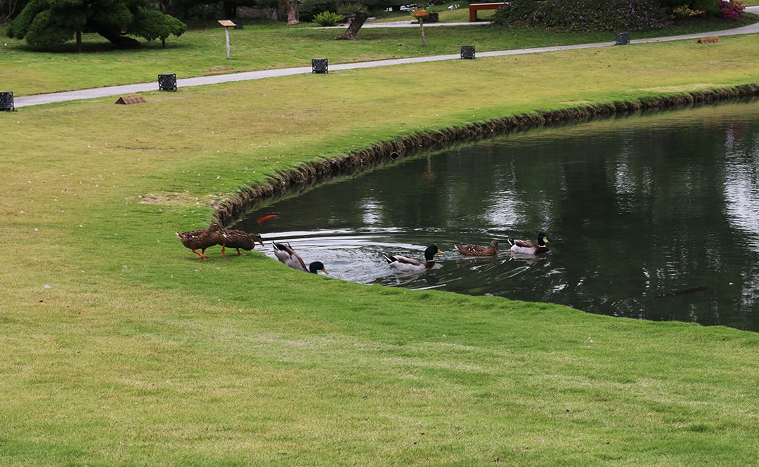 中台灣網美打卡聖地!彰化永靖熱門觀光景點│成美文化園 - 第20張圖