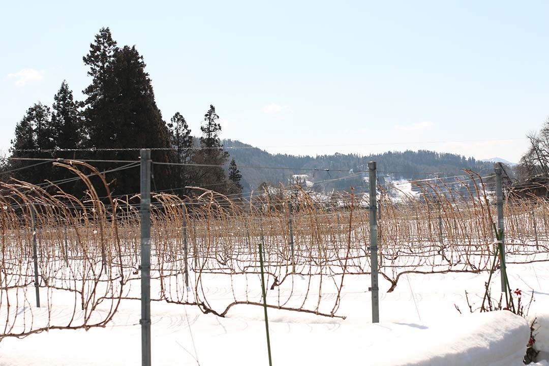 【朝日町紅酒城 / 朝日町ワイン】日本好酒釀製廠參觀 免費紅酒喝到飽!東北行自駕必玩景點 - 第11張圖