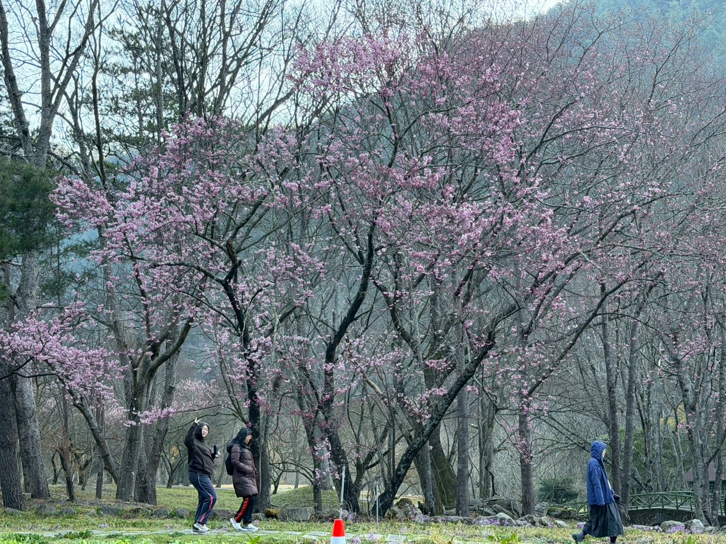 緊實神隊友│蕊蕾的花園【燃燃微藻】纖仙S油體驗心得 ☛ 運動前後使用最推薦 - 第1張圖 緊實神隊友│蕊蕾的花園【燃燃微藻】纖仙S油體驗心得 ☛ 運動前後使用最推薦